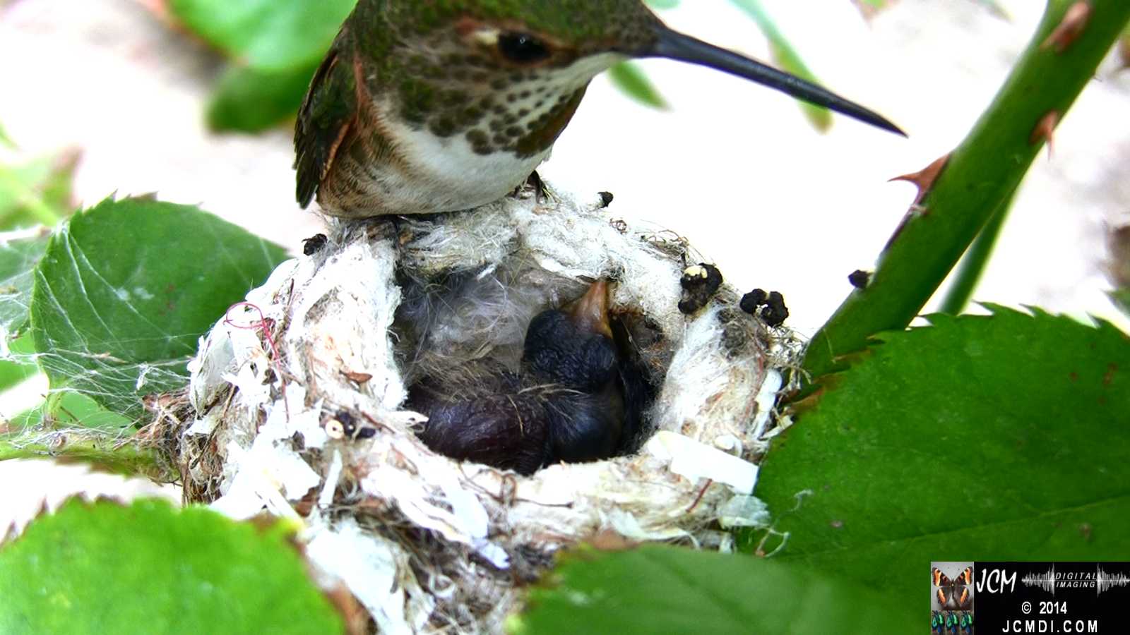Allens Hummingbird feeding chick 1
